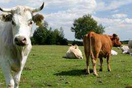 cattle blog - 2022