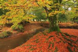 Autumn Colours Blog - Ocotober 2021