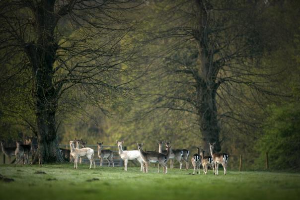 What winter wildlife can you find in the New Forest?