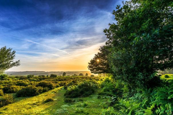 Feel the freedom on a staycation in the New Forest this summer...