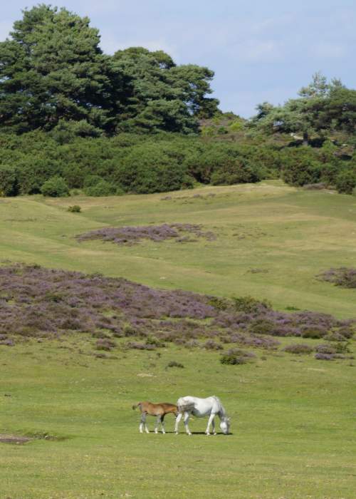 Mother and foal amongst heather in the New Forest