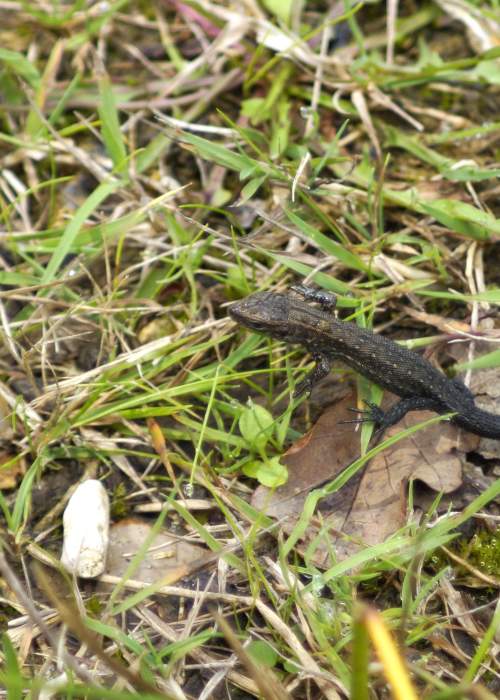 Common Lizard in the New Forest august 2023