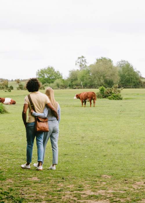 Couple admiring ponies in the New Forest