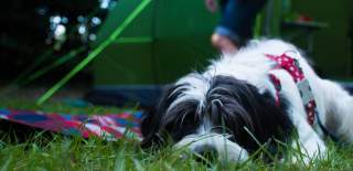 Dog laying down outside tent camping in the New Forest