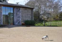 Dog outside self catering property in the New Forest