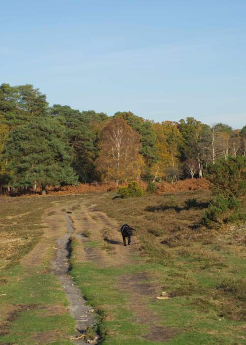 Dog walking in the New Forest in the autumn - Dog Walks