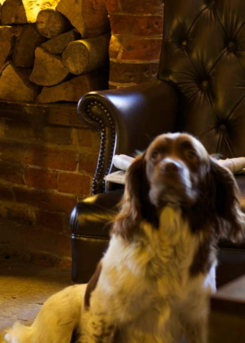 Dog warming up by the fireplace in pub in the New Forest
