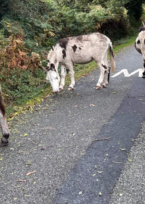 Donkeys on road stating slow in the New Forest