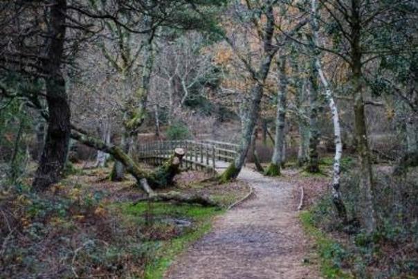 Top 5 Winter Walks in The New Forest