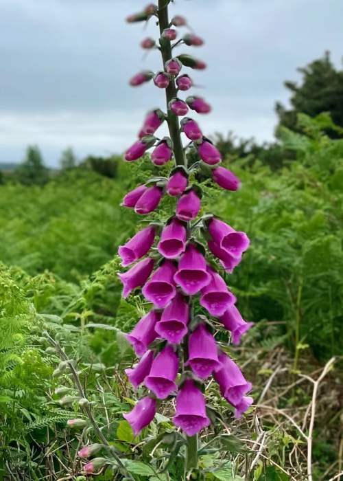 Foxgloves within the fauna in the New Forest