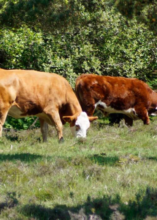 Herd of cattle grazing in the New Forest
