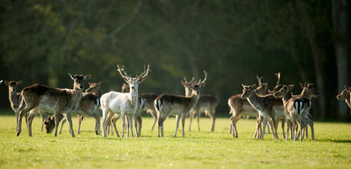Herd of fallow deer grazing in the morning in the New Forest