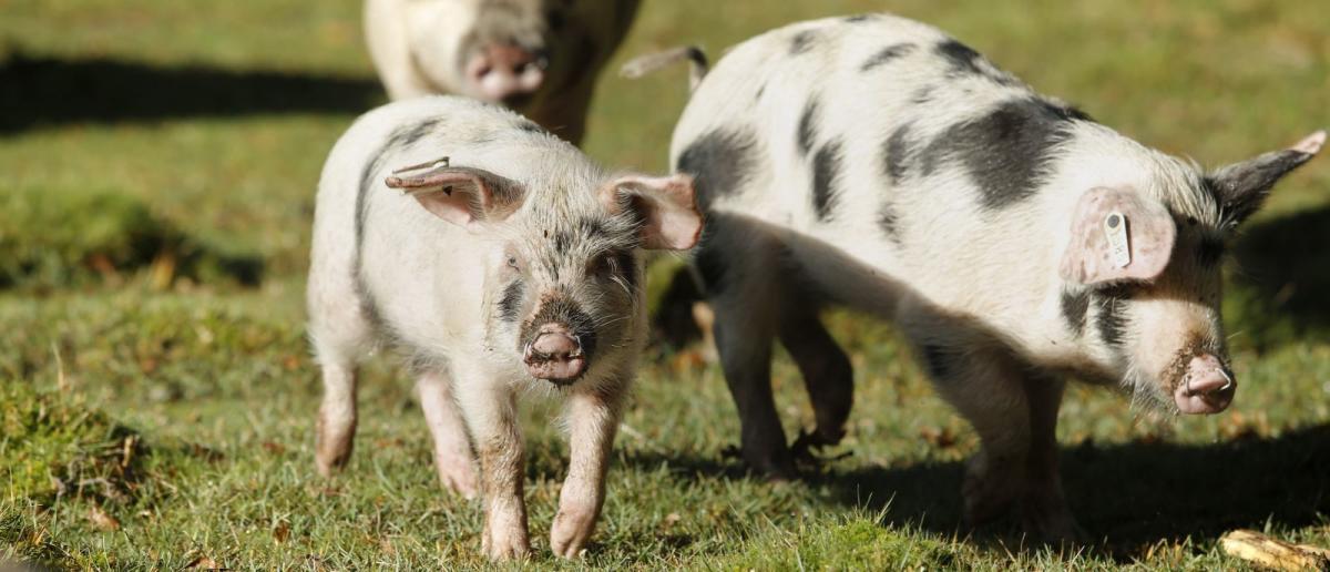 Pannage Pigs in the New Forest 2020