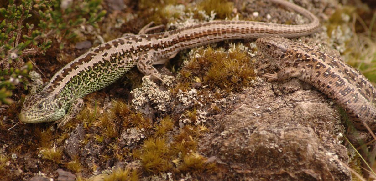 Male and female sand lizard in the New Forest