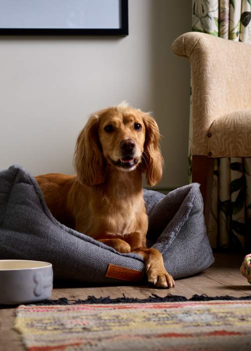 Montagu Arms - Dog Friendly Accommodation