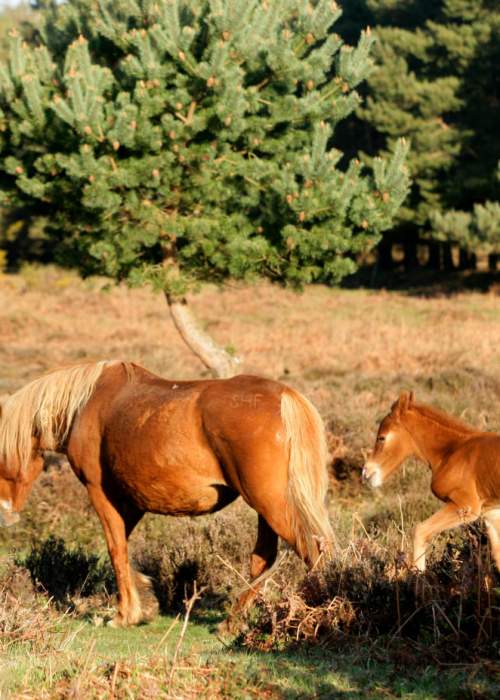 Mother and foal walking through the heathland in the spring in the New Forest