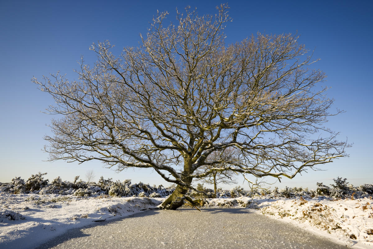 snowy tree
