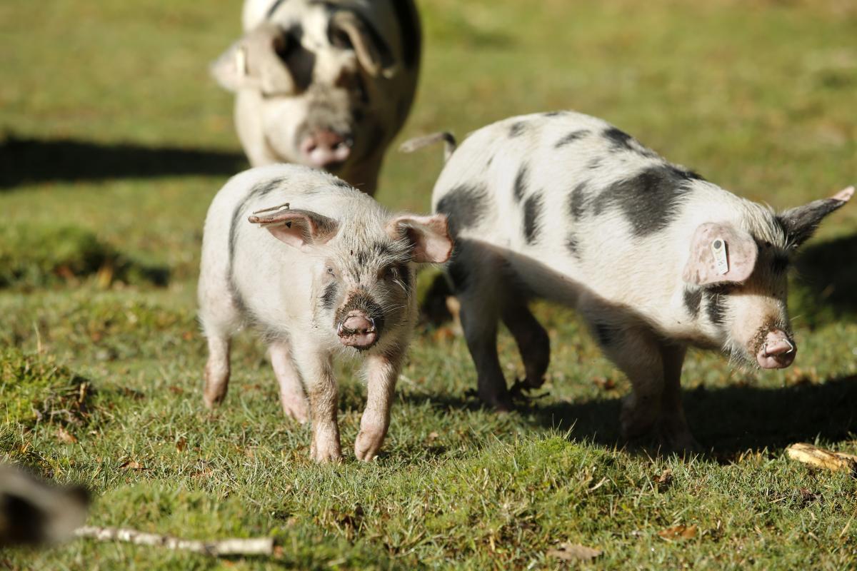 Pannage pigs walking in the New Forest