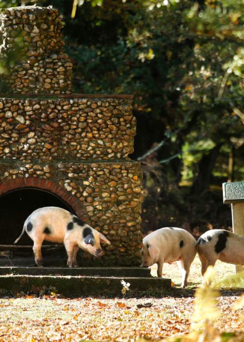 Pannage pigs exploring the Portugese Fireplace in the New Forest