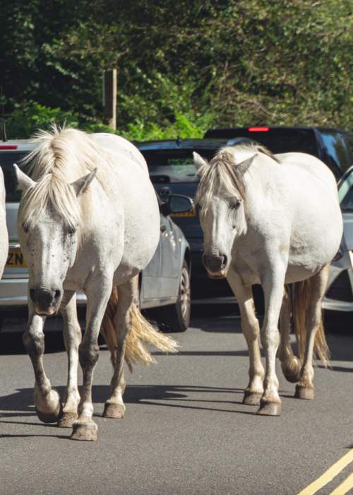 Ponies wandering on road in front of cars in the New Forest