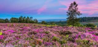 Purple heather landscape at sunset in the New Forest