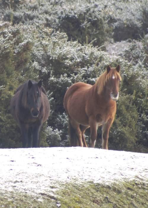 Three ponies standing in the snow in the New Forest - Explore