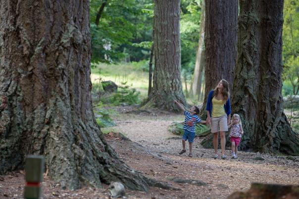 Family walking in the New Forest - Blog