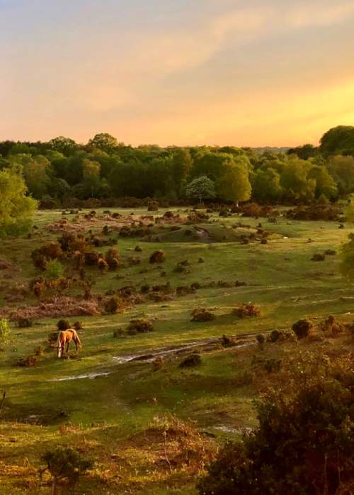 Views across landscape with ponies at sunset in the New Forest