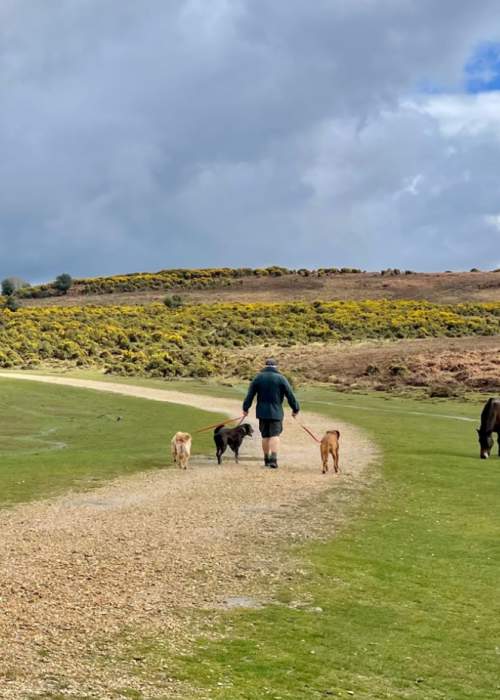 Walking dogs on leads by free roaming ponies in the New Forest