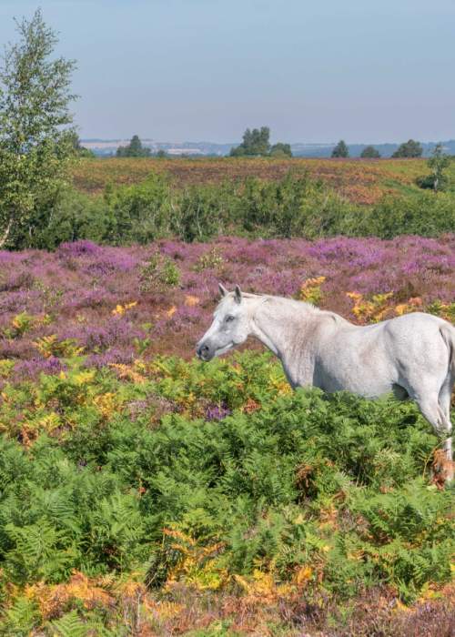 White pony in the heathland and purple heather in the New Forest