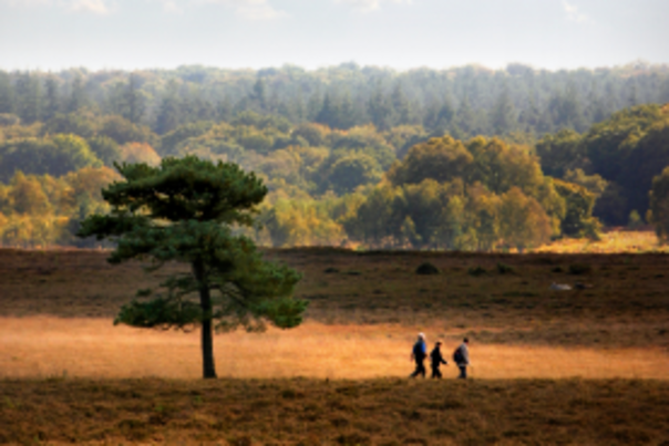 Top Relaxed Days in the New Forest